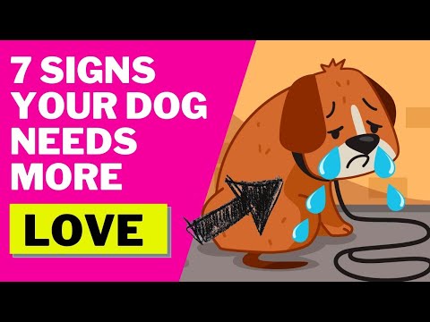 Video: 7 Signs Your Dog ha sicuramente bisogno di più esercizio