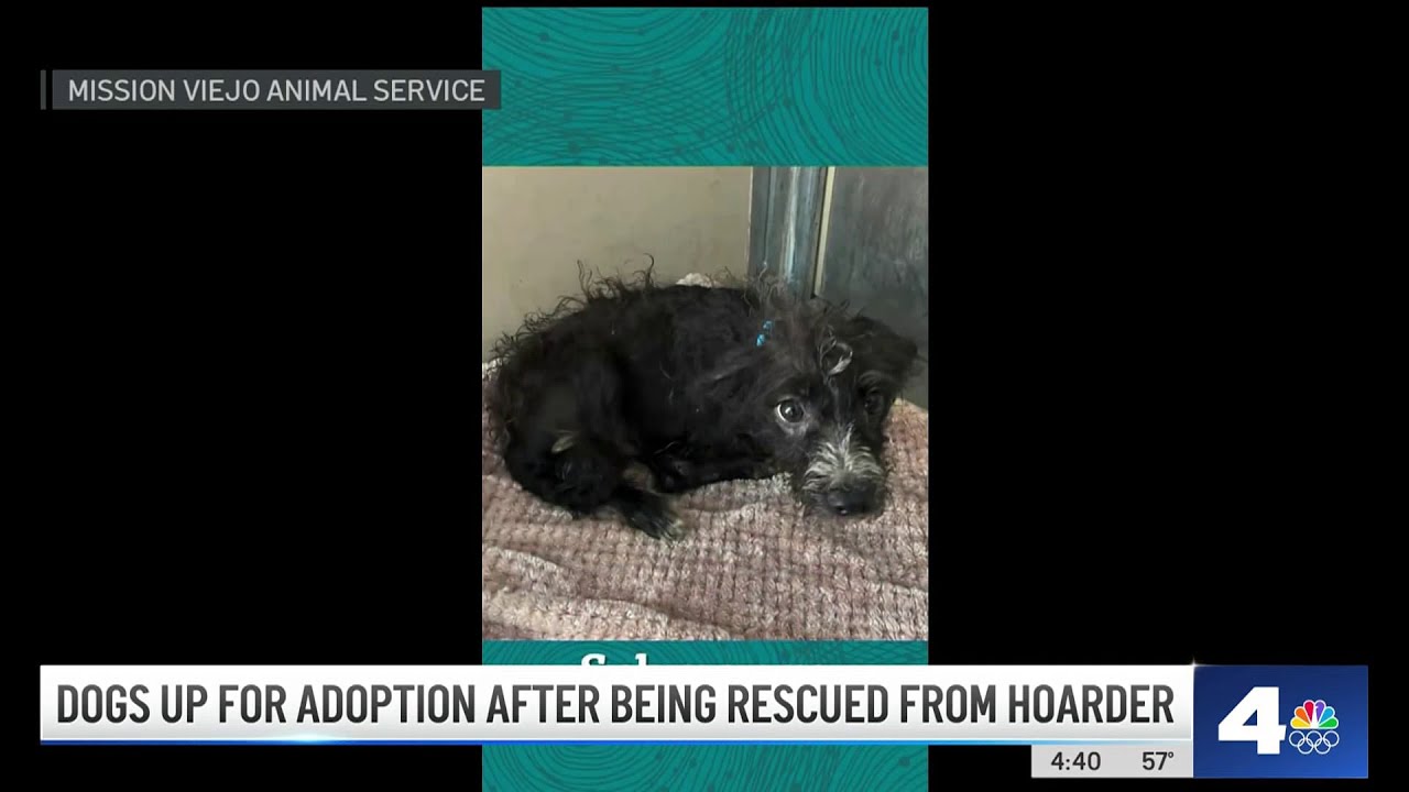 113 dogs rescued from hoarder are up for adoption in Riverside County ...