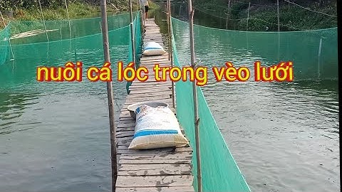 mô hình nuôi cá lóc trong vèo lưới