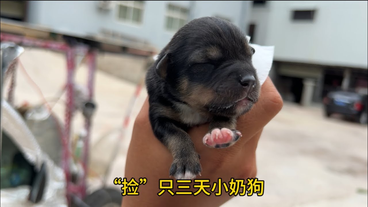 单人单车骑行进藏，到达佛山乡遇到一只三天小奶狗，和驴友一起度中秋