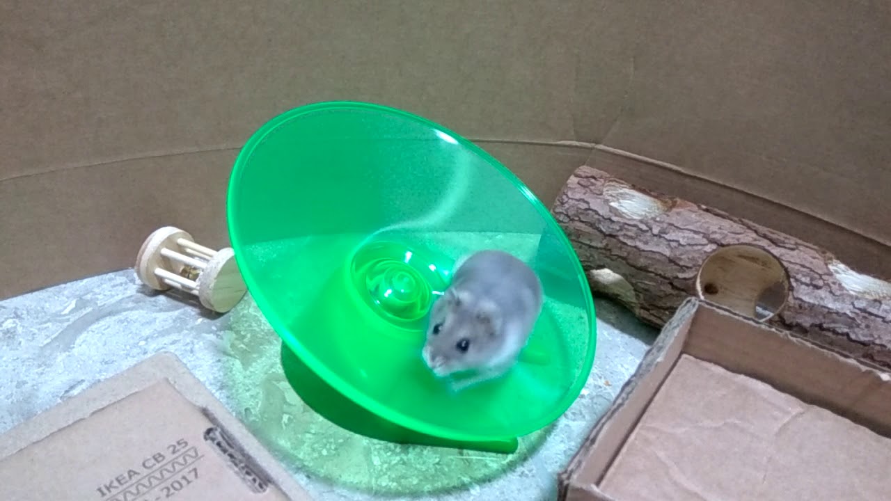 hamster flying saucer