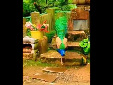 صبح تون بخیر