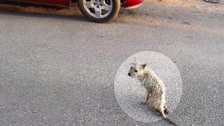 Kneeling and crawling along the road to beg, he cried at the indifference of passersby