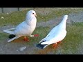 Выпустил всех голубей/Let all the pigeons out into the street