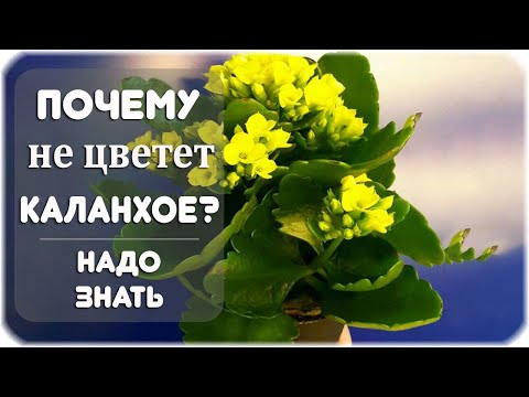 Почему не цветет каланхоэ в домашних условиях?