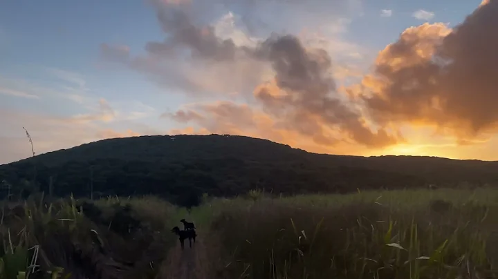 Pig Hunting Nz 2021 120lb boar