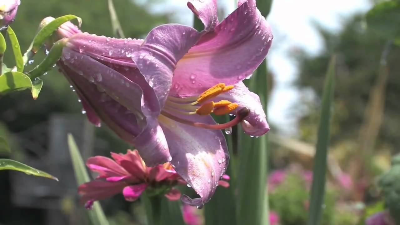 Duke Nukem Sonic RPG by Chippowai