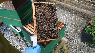 Collecting propolis and checking frames