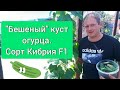 Сорт Кибрия F1 "Бешеный" куст огурца