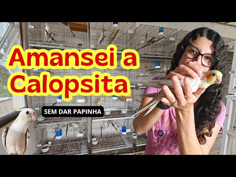 Como AMANSAR CALOPSITA sem dar PAPA