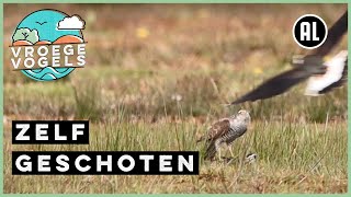 Sperwer vs kieviten | Zelf Geschoten | Vroege Vogels