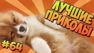 ЛУЧШИЕ ПРИКОЛЫ #64 СОННЫЕ ПИТОМЦЫ