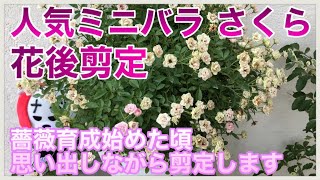 バラ　大苗　断捨離　Princess Sakura Miniature Rose] Sakura 🌹 I'm reminiscing about the old days as I