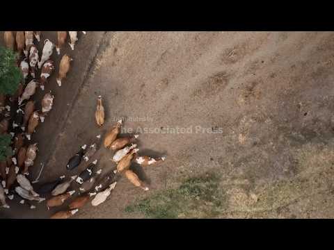 Video Drought in Central Europe disrupts agriculture