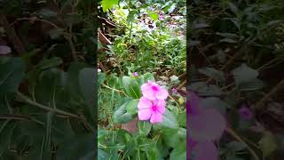 Diabetes, Tooth,Gum problem Constipation is over with Catharanthus roseus
