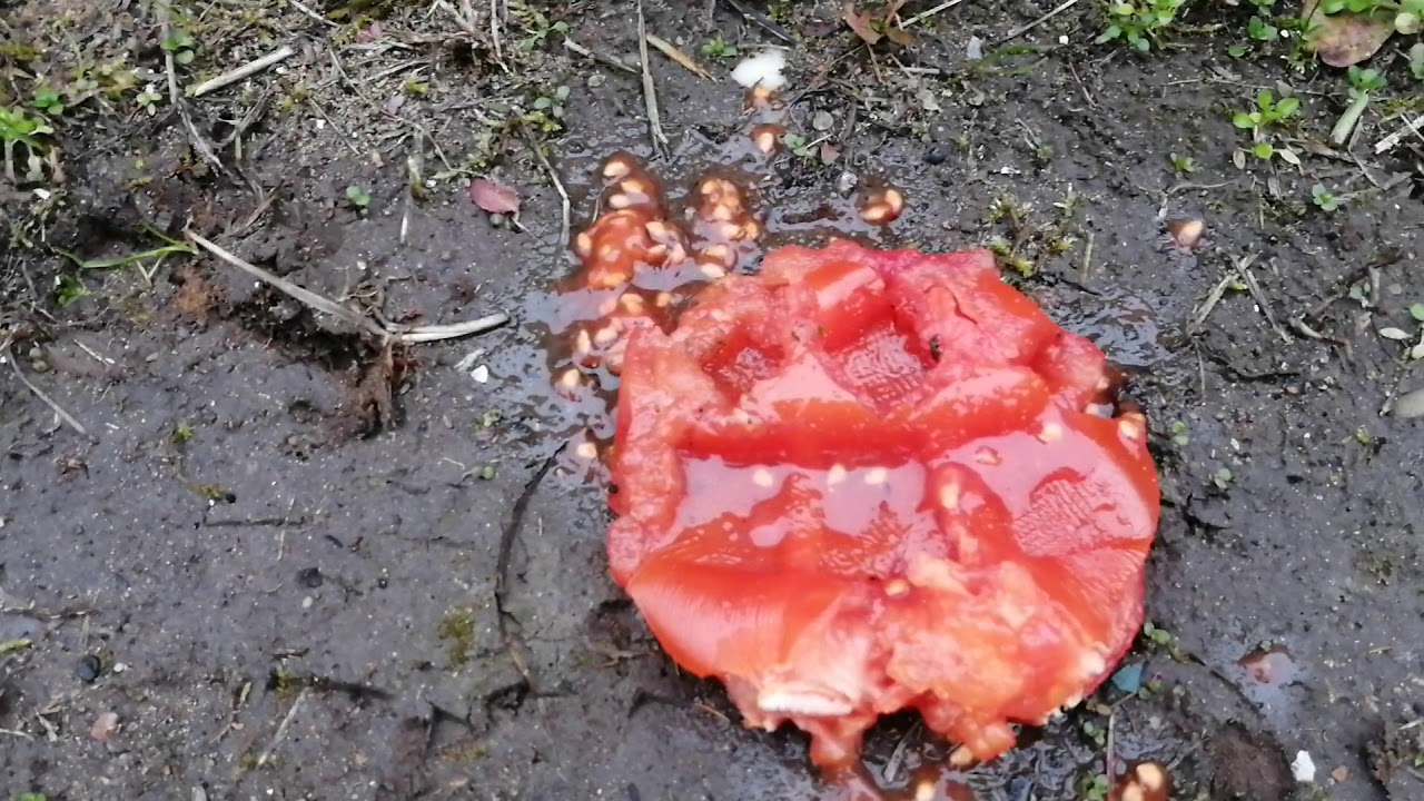 Crushing a tomato in the mud with my high heeled boots