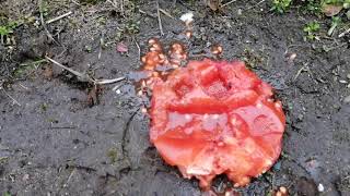 Crushing A Tomato In The Mud With My High Heeled Boots