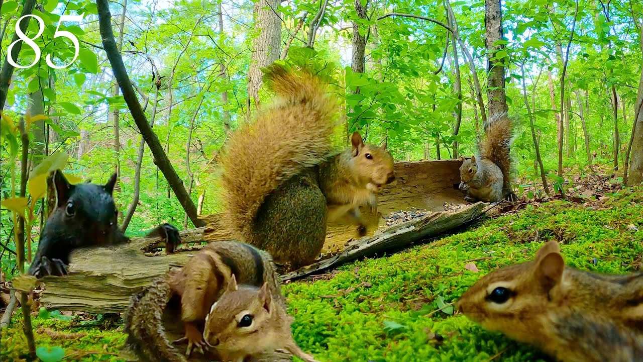Cat TV: Playful Chipmunks and Squirrels in a Green Forest 4K. Ep. 85