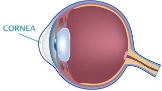 Science: How A Human Eye Works (Urdu) Class-1 To Class-5