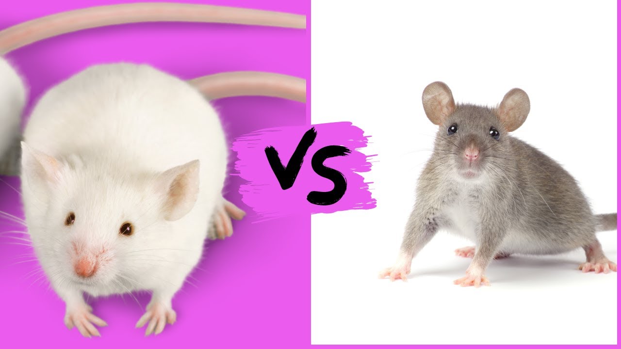 Difference Between Mice And Rats Difference Between A Mouse And A Rat Difference Between Mice And Rats Difference Between A Mouse And A Rat