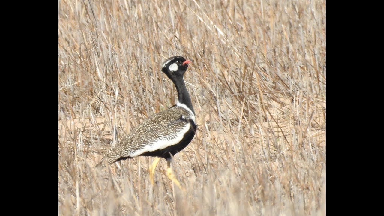 Black Korhaan Female + Male - Filmed by Greg Morgan