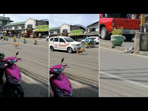 Mother Dog Tries To Stop Passing Cars For Help Her Puppy