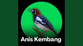 Download Lagu Anis Kembang - Teknik Pancingan Pagi untuk Kicauan Terbaik Download Lagu Anis Kembang - Teknik Pancingan Pagi untuk Kicauan Terbaik