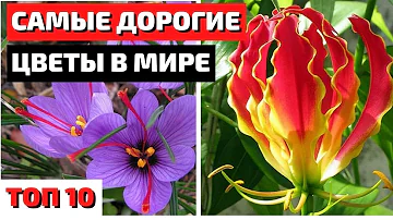 Какие цветы считаются дорогими