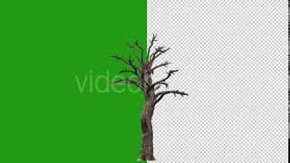 Growing Tree | Motion Graphics - Envato elements