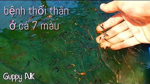 Cách trị bệnh cá 7 màu bị thối thân của mình