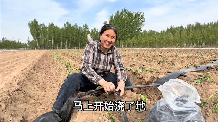Qingxiangs family grows sweet potatoes and hires s...