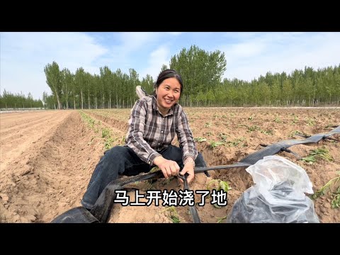 Qingxiang’s family grows sweet potatoes and hires six experts