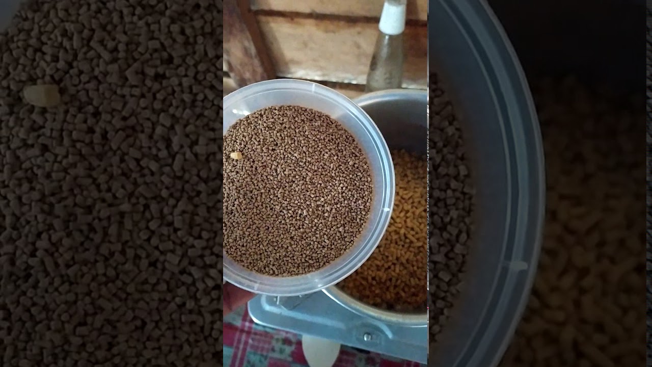 PROSES PEMBUATAN PAKAN ALTERNATIF IKAN LELE DENGAN BAHAN SEDERHANA