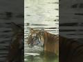 Hayvanat bahçesi kaplan. tiger at the zoo keşfet #viral #trending #shorts #fyp #fypシ