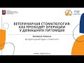 Ветеринарная стоматология: как проходят операции у домашних питомцев