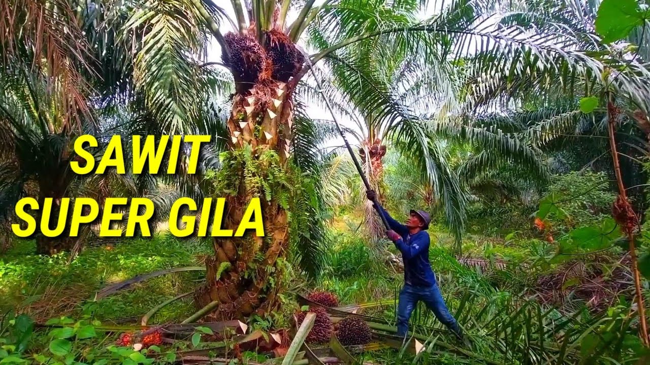 Panen sawit super unggul pokok rendah buah nya numpuk