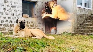 Gülmeye Doyamayacaksiniz Çene Kaslarinizi Hazirlayin Bölüm -3-