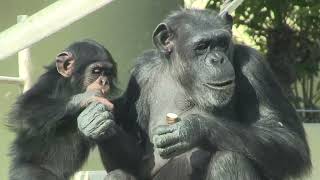 チンパンジー三姉妹と母 51 Three chimp sisters＆mom  Yotsuba age1 & Twins age5 by i Bosch i ボッシュ 2,212 views 1 year ago 8 minutes, 5 seconds