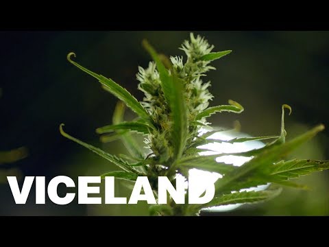 Dank New World: WEEDIQUETTE (Preview) - Dank New World: WEEDIQUETTE (Preview)