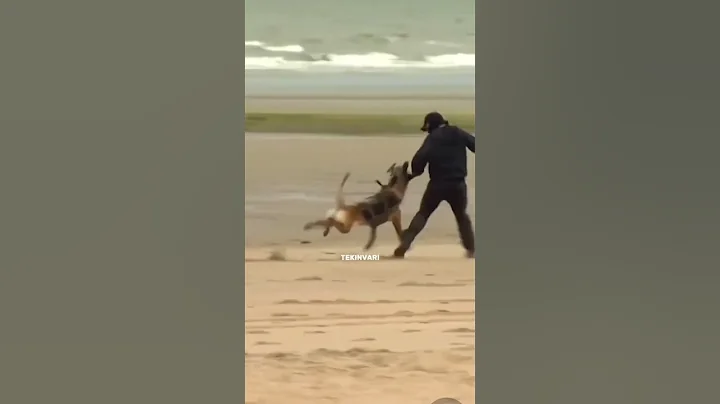 Military dog getting deployed