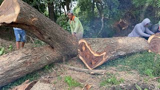 Until Night...Cut Down 2 Trembesi Trees in a Difficult Location‼️