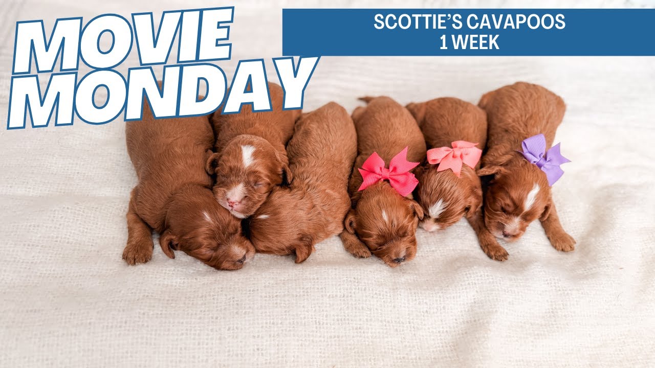 Scottie's Cavapoo Puppies 1 week - YouTube