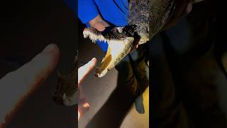 Exploring the Amazon rainforest! #amazonjungle#animals#wildlife#snake#peru#crocodile#shorts#viral