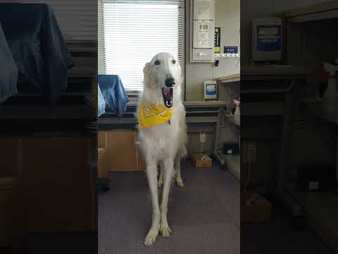 ボルゾイ 大あくび‼️🐶🎵