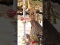 EL COLISEO SE RINDE AL PASO DE LA ESPERANZA DE MÁLAGA Y EL CACHORRO #coliseo #roma #jubileocofradias
