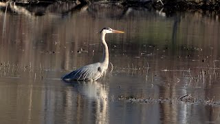 Great blue heron catch