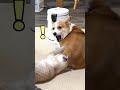 犬のプリケツに突撃して激怒される猫