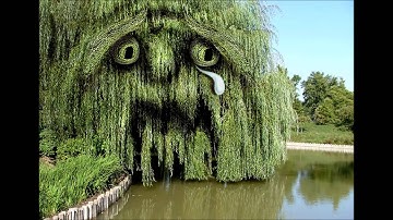 UNDER THE WEEPING WILLOW TREE MUSIC VIDEO