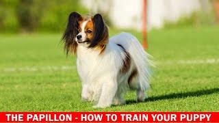 THE PAPILLON  HOW TO TRAIN YOUR PUPPY