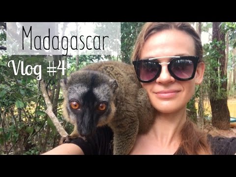 Вопрос: Какокой вид лемуров встречается только на Мадагаскаре В чем отличие?